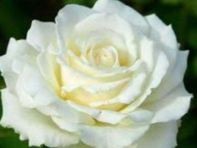 Rosa Branca