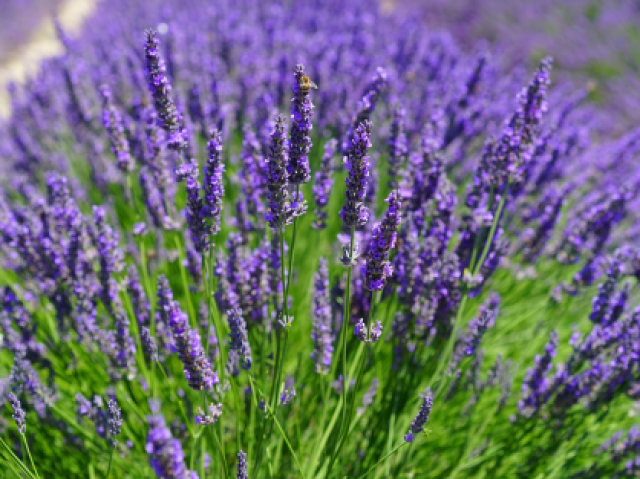 Lavanda