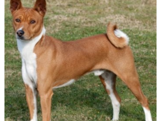 Basenji