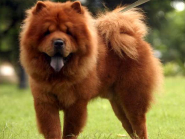 chow chow