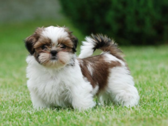 shih tzu