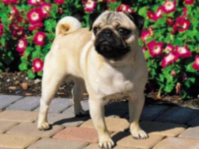 Pug