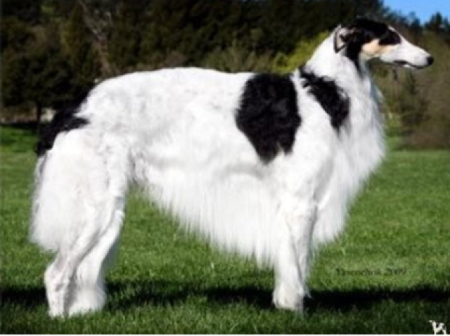 Borzoi