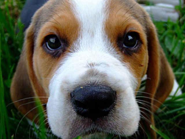 beagle