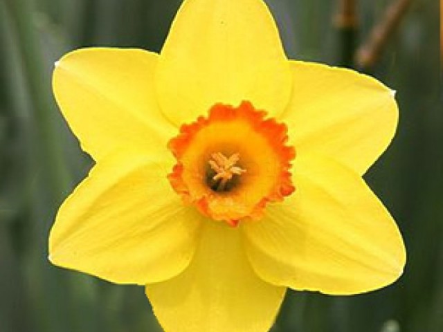 Narciso