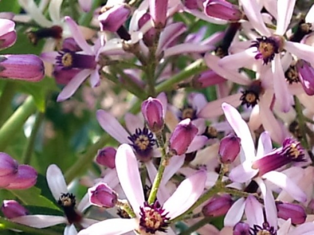 Flores de Cinamomo