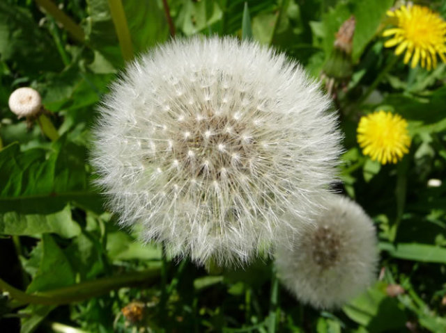 Dente-de-leão, a flor do oráculo.