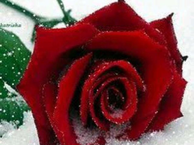 Rosa Vermelha.