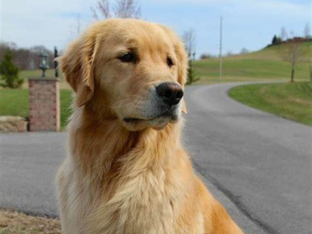 Golden Retriever