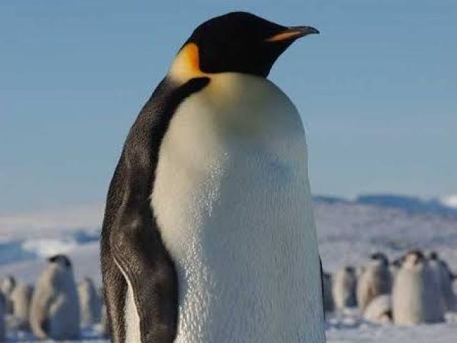 Pinguim