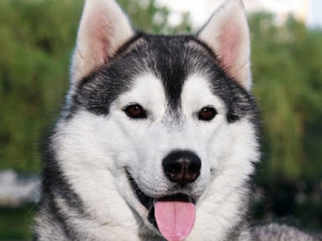 Husky