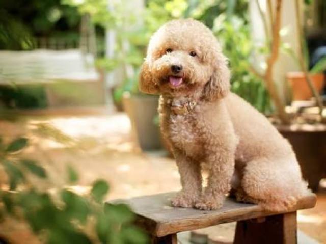 Poodle