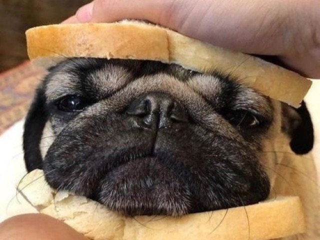 Pug