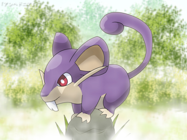 Rattata