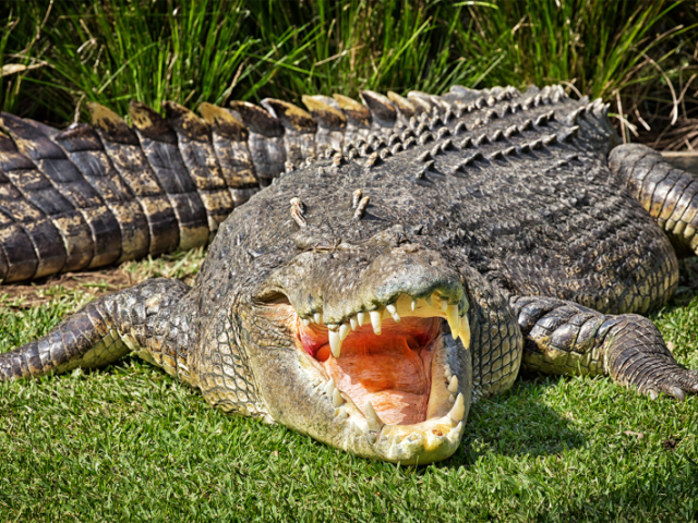 Crocodilo