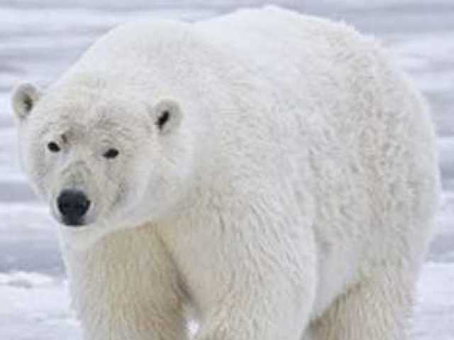 Urso Polar