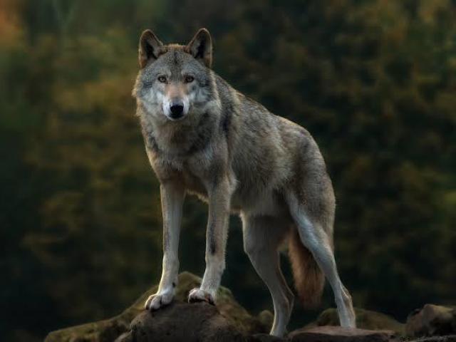 Lobo