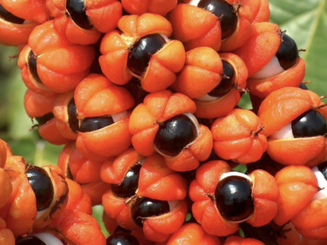 Guarana