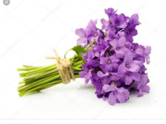 Violetas