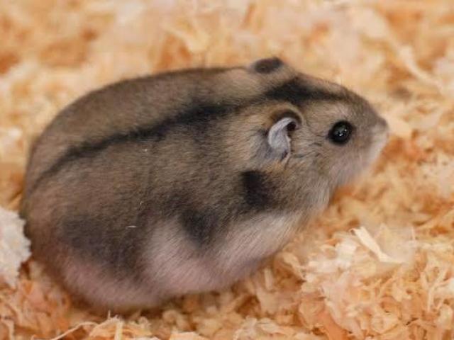 🐹