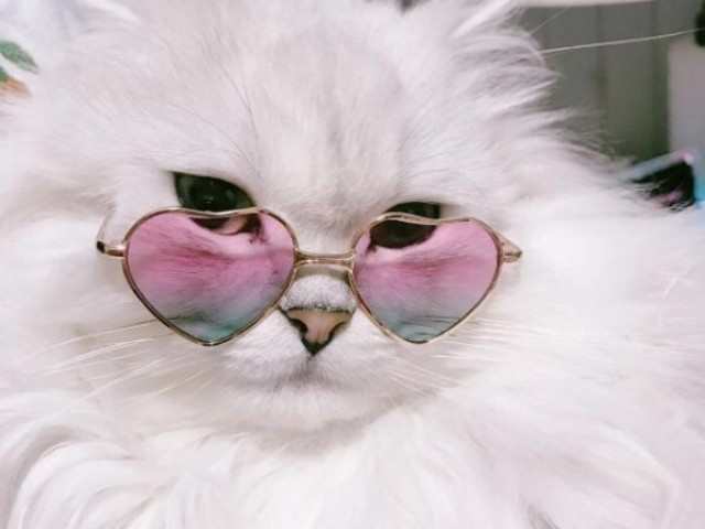 Chique!