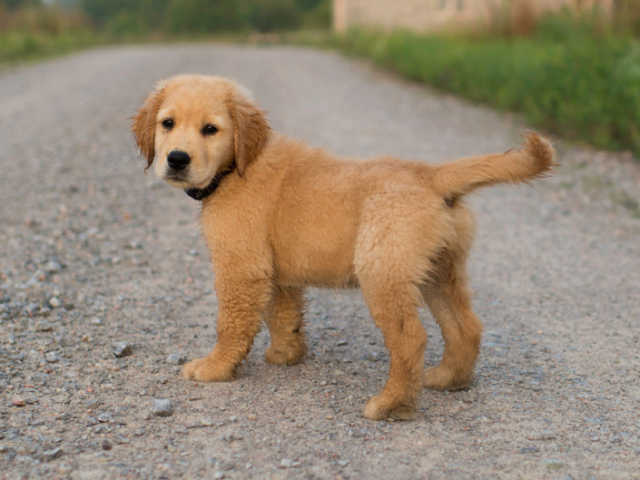 Cachorro