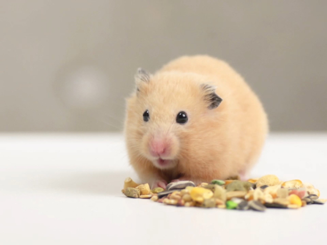 hamster