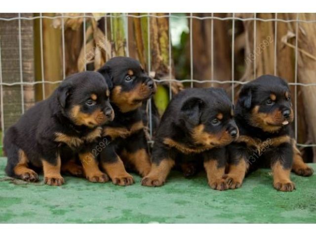 rottweiler