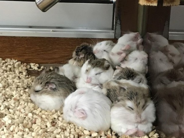 Vários hamsters