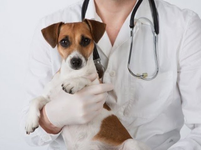 Veterinário