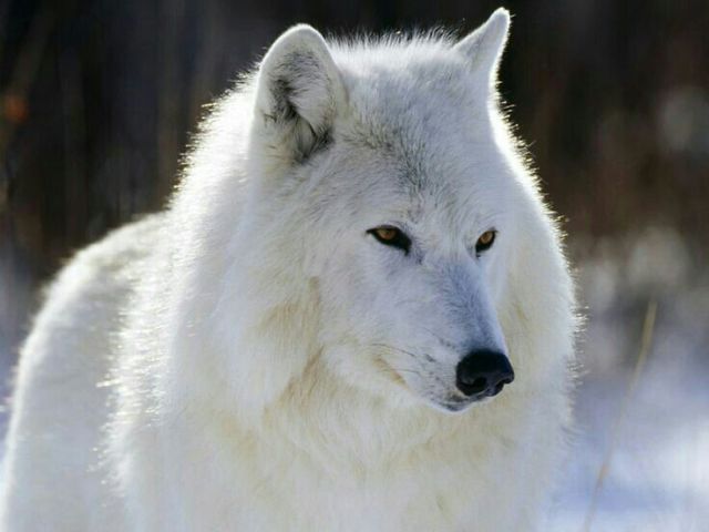 Lobo