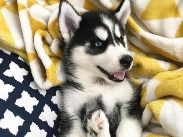 Husky Siberiano