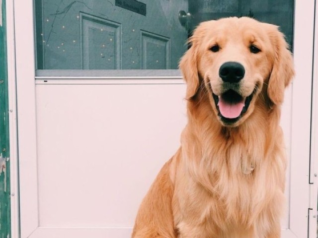 Golden Retriever