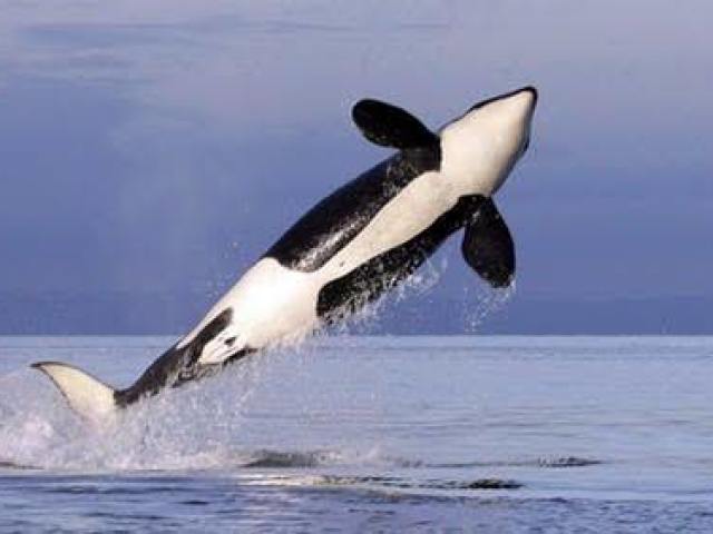 orca