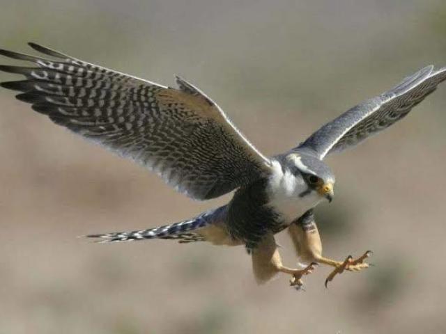 falcão peregrino