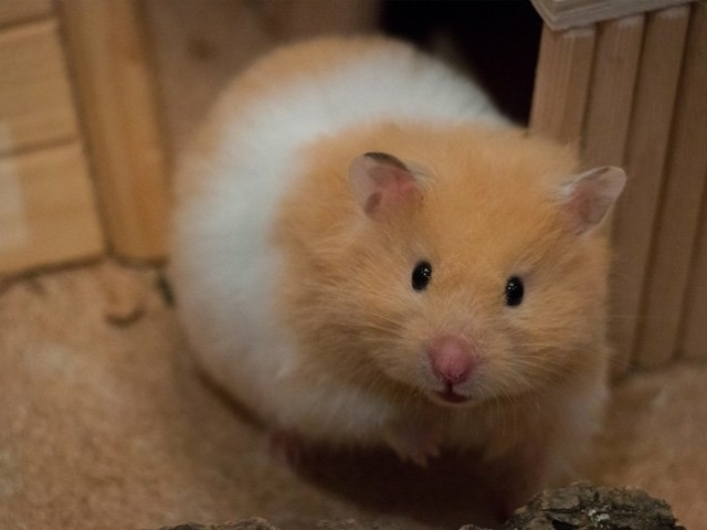 Hamster!