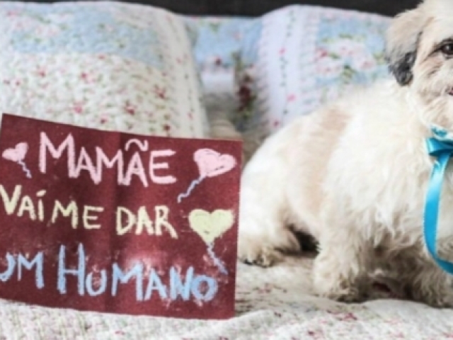 (É o cachorro do lado)