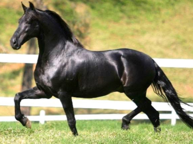 Preto