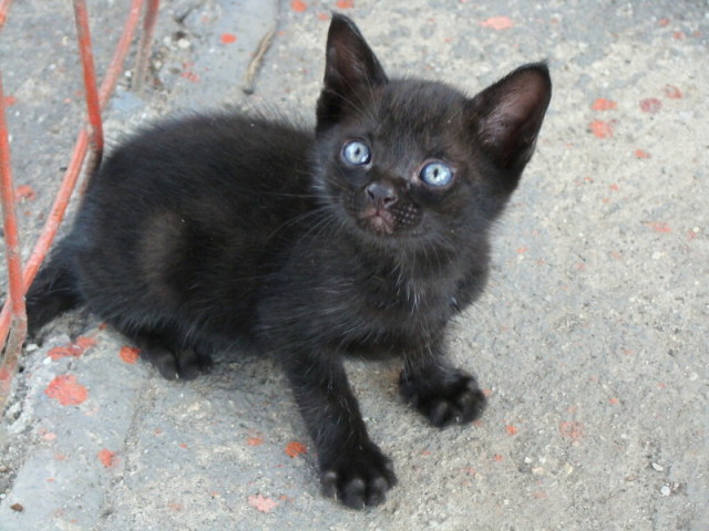 Gatinho