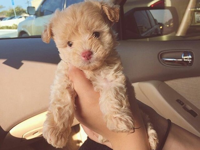 Um cachorrinho super fofo😍❤