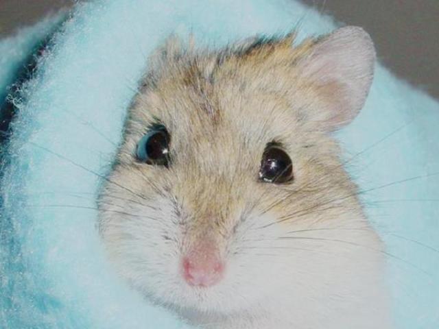 hamster