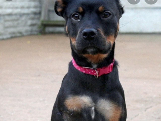 Adotar um cachorrinho sem a patinha