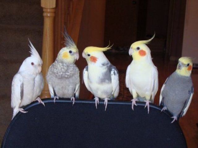 Quiz sobre calopsita!