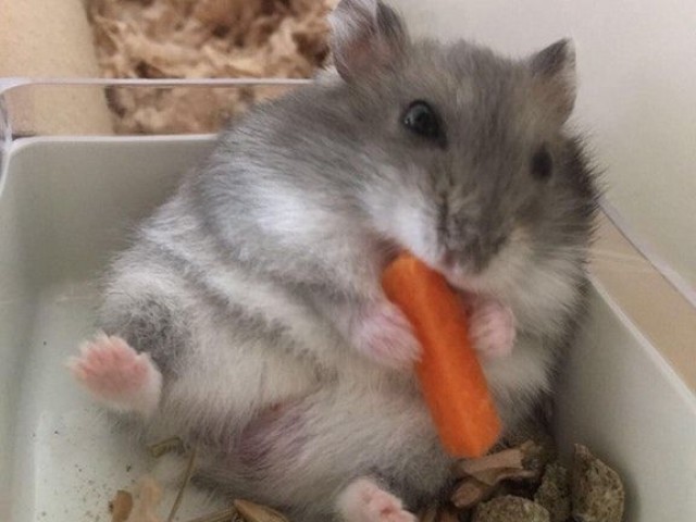 Hamister