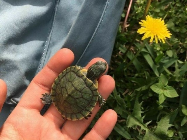 Tartaruga