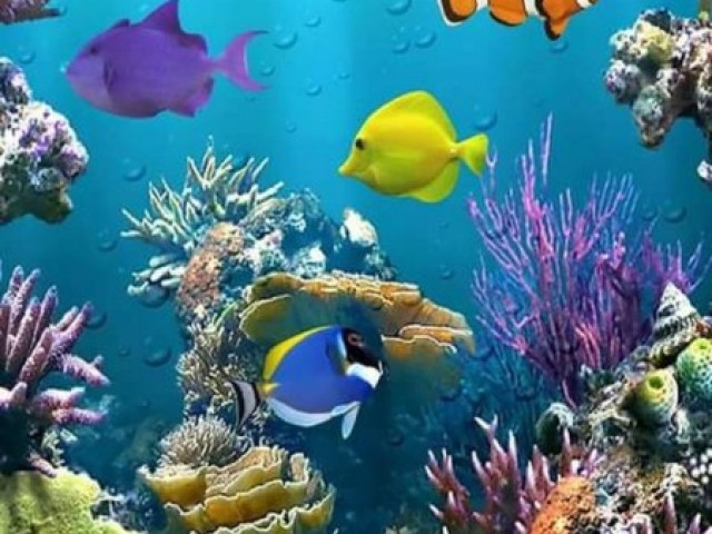 Peixe