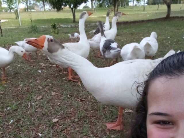 Levaria um pato para eu não me sentir sozinha