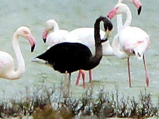 Flamingo Negro