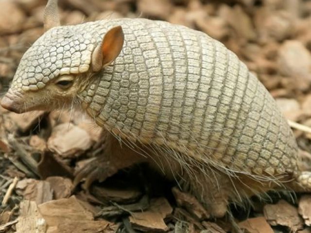 armadillo