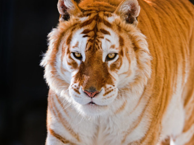 Golden Tiger